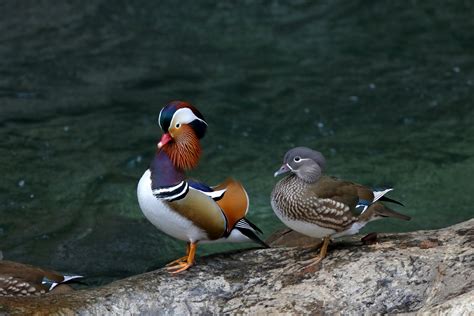 鴛鴦夫妻|オシドリ：おしどり夫婦の真実？｜野鳥写真図 